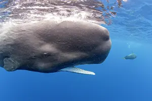 Pot Whale Prints: Sperm whale (Physeter macrocephalus) opening its mouth, Dominica, Caribbean Sea