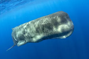 Sperm whale, (Physeter macrocephalus) Pelagos Sanctuary for Mediterranean Marine