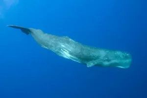 Images Dated 16th June 2009: Sperm whale (Physeter macrocephalus) Pico, Azores, Portugal, June 2009