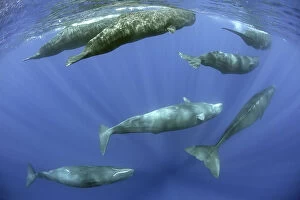 Images Dated 26th January 2015: Sperm whale (Physeter macrocephalus) pod, Dominica, Caribbean Sea, Atlantic Ocean