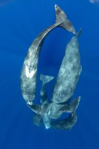 Coloured Background Prints: Sperm whale (Physeter macrocephalus) pod socialising viewed from above, Dominica