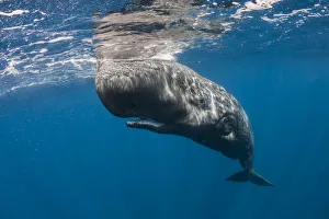 Azores Prints: Sperm whale (Physeter macrocephalus) resting just beneath surface, Faial Island, Azores