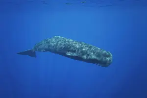 Deep Sea Prints: Sperm whale (Physeter macrocephalus) swimming off the coast of East Timor