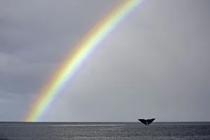 Composite Images Prints: Sperm whale (Physeter macrocephalus) tail fluke above water as it dives below a rainbow