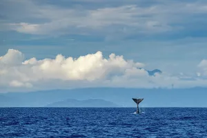 Horizon Prints: Sperm whale (Physeter macrocephalus) tail slapping