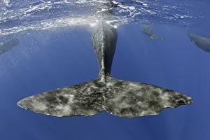 Sperm whale (Physeter macrocephalus) tail below water as whale surfaces, Dominica