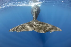 Sperm whale (Physeter macrocephalus) underwater shot of tail fluke of surfacing whale