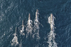 2019 April Highlights Gallery: Sperm whales (Physeter macrocephalus) aerial shot showing much larger male on right