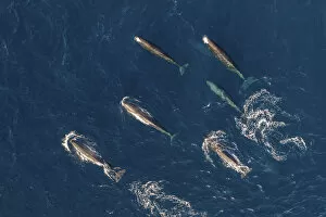 Images Dated 17th April 2018: Sperm whales (Physeter macrocephalus) female group, aerial view. Baja California