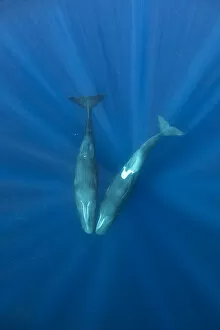 Sperm whales (Physeter macrocephalus) two whales with heads touching, Dominica
