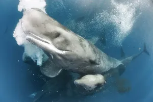 Vulnerable Collection: Sperm whales (Physeter macrocephalus) large group gathering together, rubbing together to shed skin