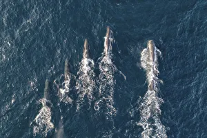Sperm whales (Physeter macrocephalus) aerial shot showing much larger male on right