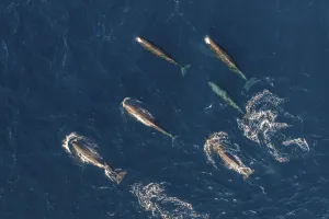 Sperm whales (Physeter macrocephalus) female group, aerial view. Baja California