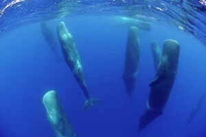 Images Dated 27th June 2009: Sperm whales (Physeter macrocephalus) resting, Pico, Azores, Portugal, June 2009