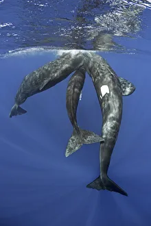 Three Sperm whales (Physeter macrocephalus) socialising under the surface, Dominica
