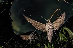 Tuscanny Prints: Sphinx bindweed moths (Agrius convolvuli) in flight at night