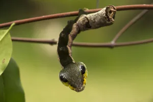 Sphinx hawk moth (Hemeroplanes triptolemus) caterpillar, snake mimic species, Amarakaeri