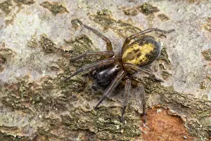 Dorsal View Prints: Spider (Amaurobius sp.) portrait, Catbrook, Gwent, Wales, UK. March