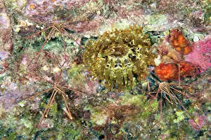 High Angle View Prints: Three Spider crabs (Stenorhynchus lanceolatus) alongside their Telmatactis anemone (Telmatactis cricoides) host