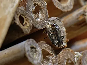 Insect House Prints: Spider hunting wasp (Dipogon subintermedius) female