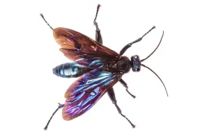 Iridescent Collection: Spider hunting wasp (Pompilidae) Maliau Basin, Sabah, Borneo