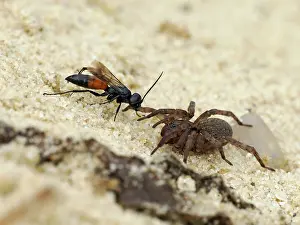 Paralysed Prints: Spider hunting wasp (Priocnemis parvula) dragging paralysed spider prey back to its burrow
