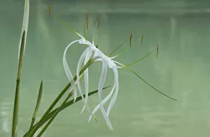 Images Dated 9th June 2019: Spider lily (Hymenocallis sp) flowering beside Lacantun River, Chiapas, Mexico