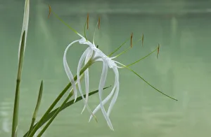 Heather Angel Prints: Spider lily (Hymenocallis sp) flowering beside Lacantun River, Chiapas, Mexico
