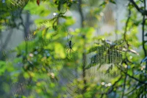 Maharashtra Prints: Spider in the middle of its web in forest