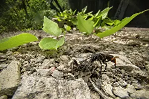 Araneidae Prints: Spider wasp (Episyron rufipes) with paralysed Walnut orb-weaver spider (Nuctenea umbratica) prey