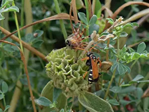 Greece Prints: Spider wasp (Parabatozonus lacerticida) with orb weaver spider prey in coastal scrubland
