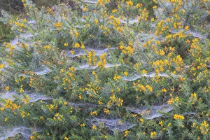 Arachnid Gallery: Spider webs covered in dew, on a flowering Gorse bush, Peak District National Park