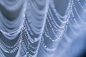 Devon Prints: Spider's web covered in dew, close up, Devon, England, UK. September, 2023
