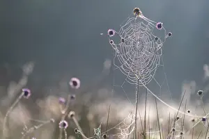 Devon Prints: Spider's web covered in dew in morning sunlight, Devon, England, UK. September, 2023