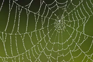 Spiders web covered in dew, Westhay SWT reserve, Somerset Levels, England, UK, June