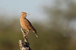 Alaudidae Prints: Spike-heeled lark (Chersomanes albofasciata) perched on tree stump