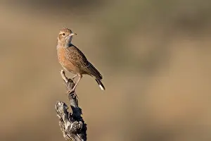 Alaudidae Prints: Spike-heeled lark (Chersomanes albofasciata) perched on tree stump