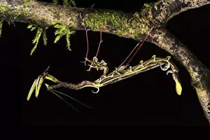 2018 May Highlights Collection: Spiky flower-mimic stick insect (Toxodera berieri) active at night. Danum Valley