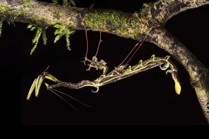 Spiky flower-mimic stick insect (Toxodera berieri) active at night. Danum Valley