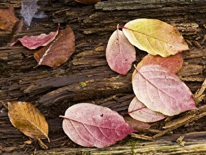 Spindle (Euonymus sp) and European beech (Fagus sylvatica) leaves on a fallen tree trunk