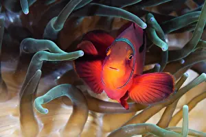 Dameselfishes Prints: Spine-cheek anenomefish (Premnas biaculeatus) female