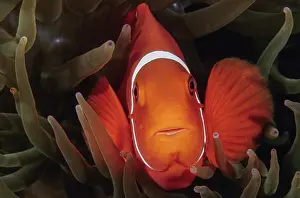 Dameselfishes Prints: Spinecheek anemonefish (Premnas biaculeatus) female