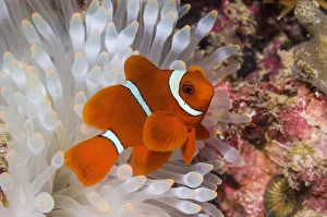 Miispecies Prints: Spinecheek anemonefish (Premnas biaculeatus) male with bleached anemone