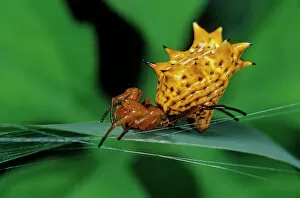 Arachnid Gallery: Spined orbweaver spider (Micrathena gracilis) on leaf. El Cielo Biosphere Reserve, Mexico