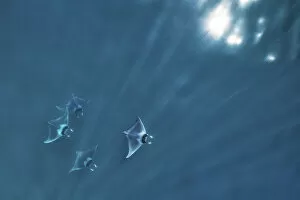 Spinetail devil ray (Mobula mobular), four with rays of light and sparkle of sun on water