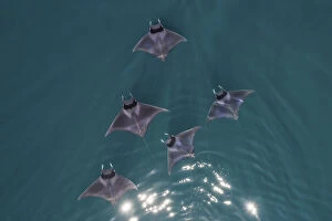 2019 April Highlights Collection: Spinetail devil rays (Mobula mobular) aerial Baja California, Mexico