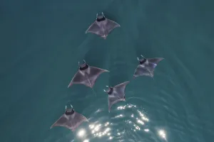 Spinetail devil rays (Mobula mobular) aerial Baja California, Mexico