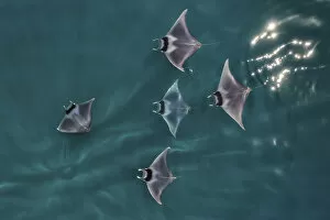 Spinetail devil rays (Mobula mobular) aerial view, Baja California, Mexico