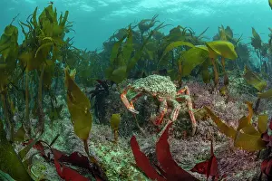 Seaweed Prints: Spiney spider crab (Maja brachydactyla) amongst reef of mixed algae