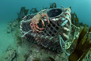 Equipment Prints: Spiney spider crab (Maja brachydactyla) resting at the entrance to a creel fishing pot on the seabed